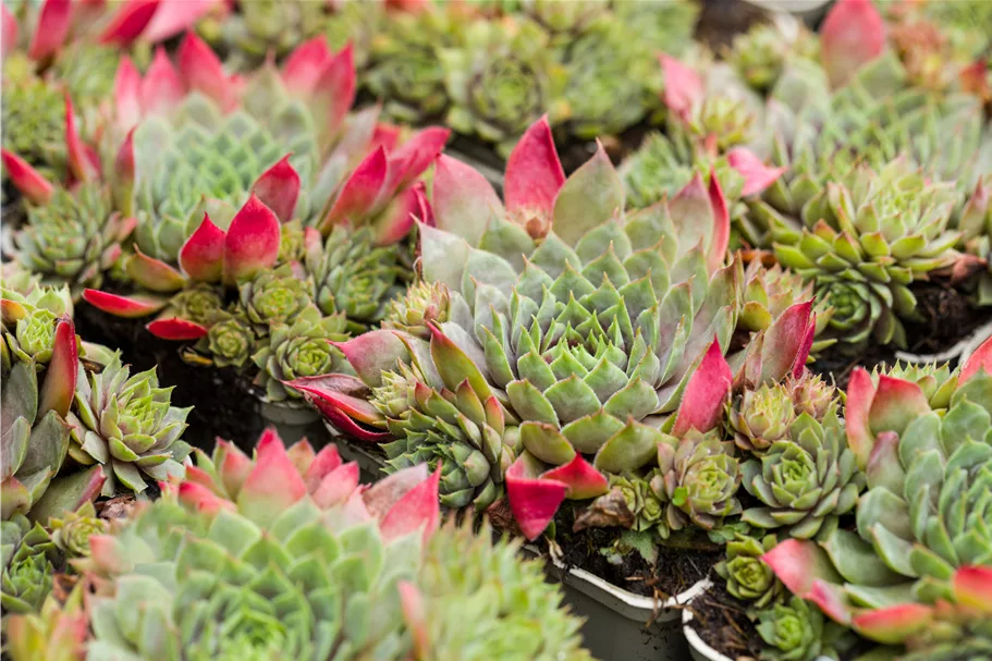 Sempervivum hybride 'Rotkopf'