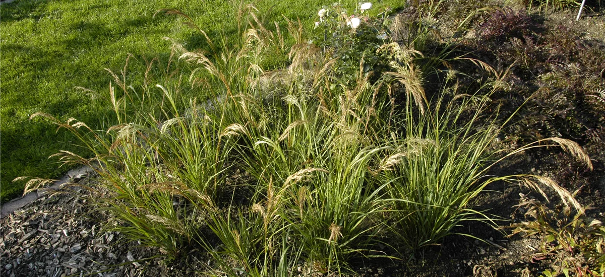 Stipa capillata