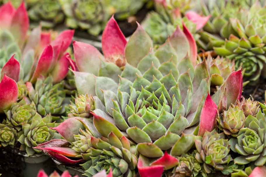Sempervivum hybride 'Rotkopf'