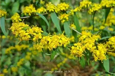 Solidago caesia