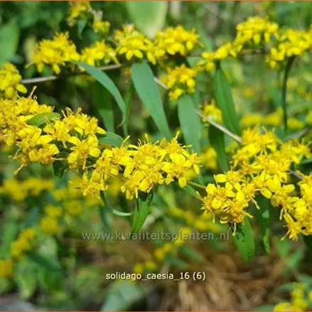 Solidago caesia