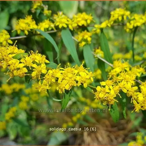 Solidago caesia
