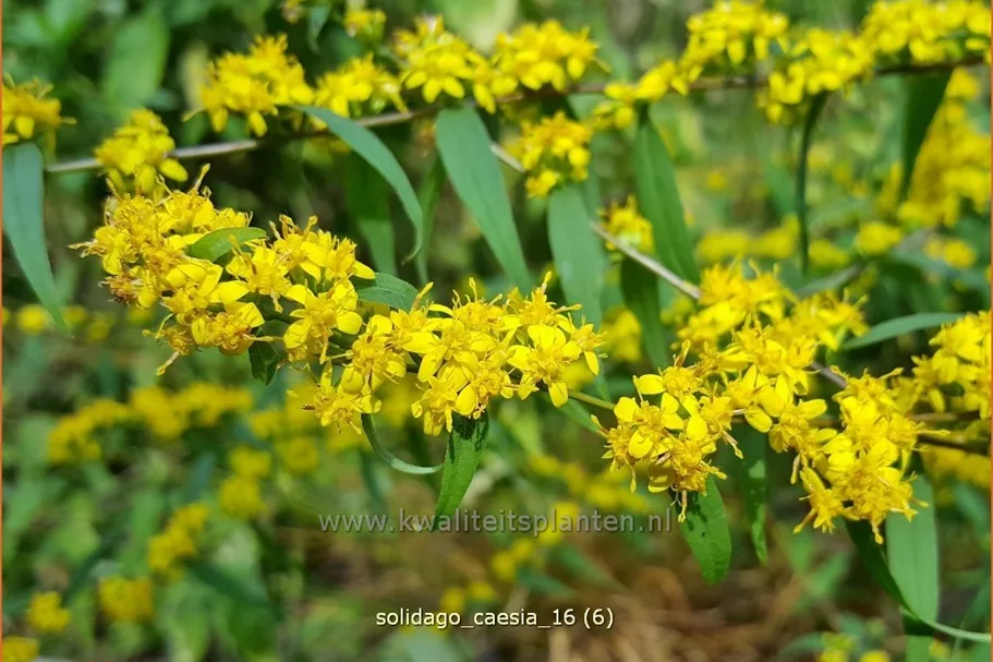 Solidago caesia