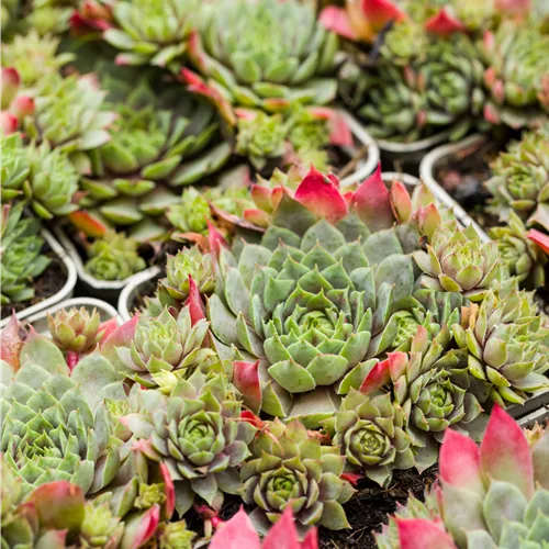 Sempervivum hybride 'Rotkopf'