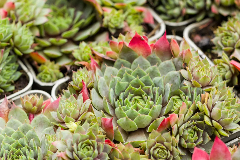 Sempervivum hybride 'Rotkopf'