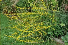 Solidago caesia