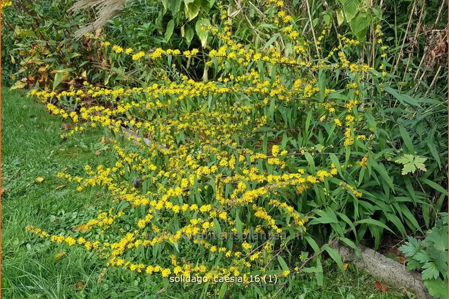 Solidago caesia