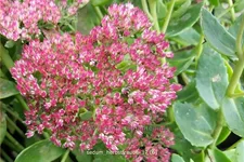 Sedum telephium 'Herbstfreude'
