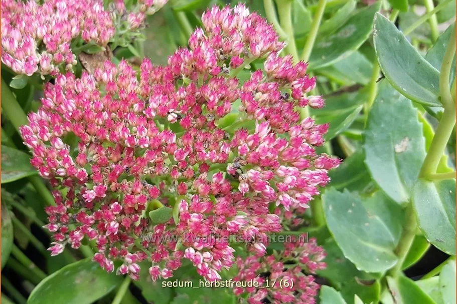 Sedum telephium 'Herbstfreude'