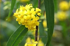 Solidago caesia