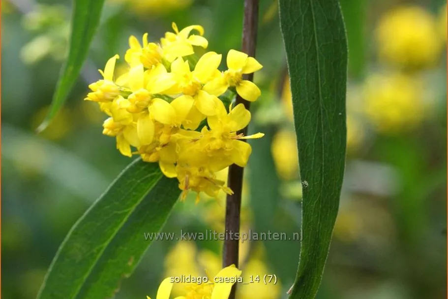 Solidago caesia
