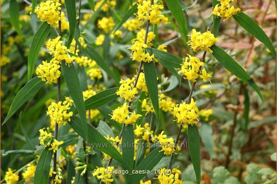 Solidago caesia