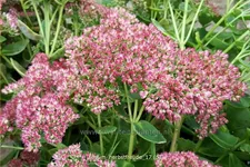 Sedum telephium 'Herbstfreude'