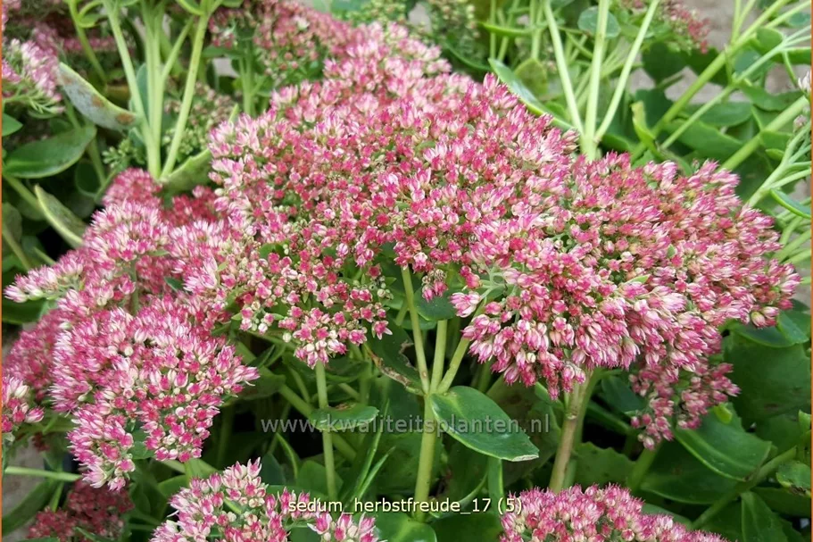 Sedum telephium 'Herbstfreude'