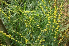 Solidago caesia