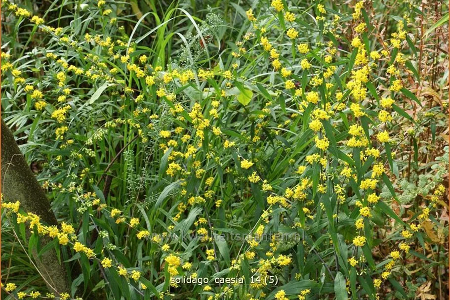 Solidago caesia