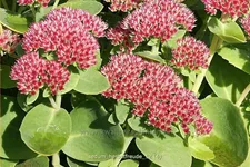 Sedum telephium 'Herbstfreude'