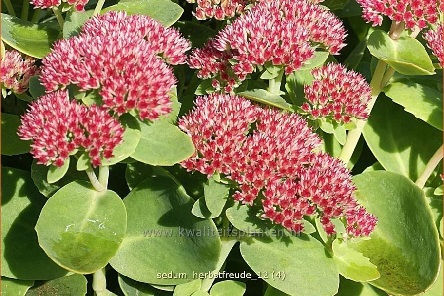Sedum telephium 'Herbstfreude'