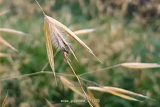 Stipa gigantea