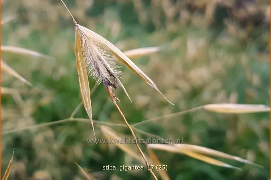Stipa gigantea