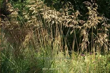 Stipa gigantea