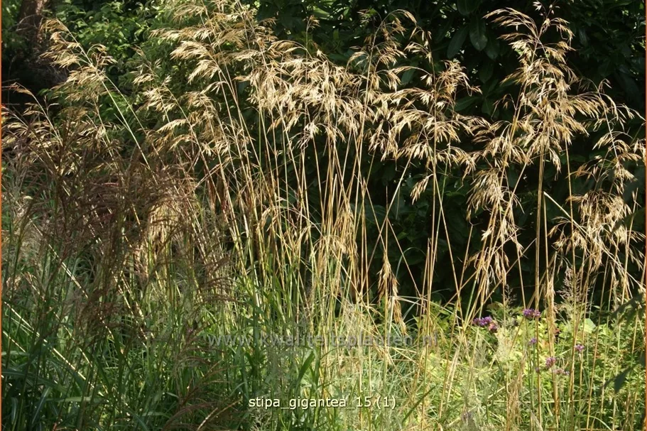 Stipa gigantea