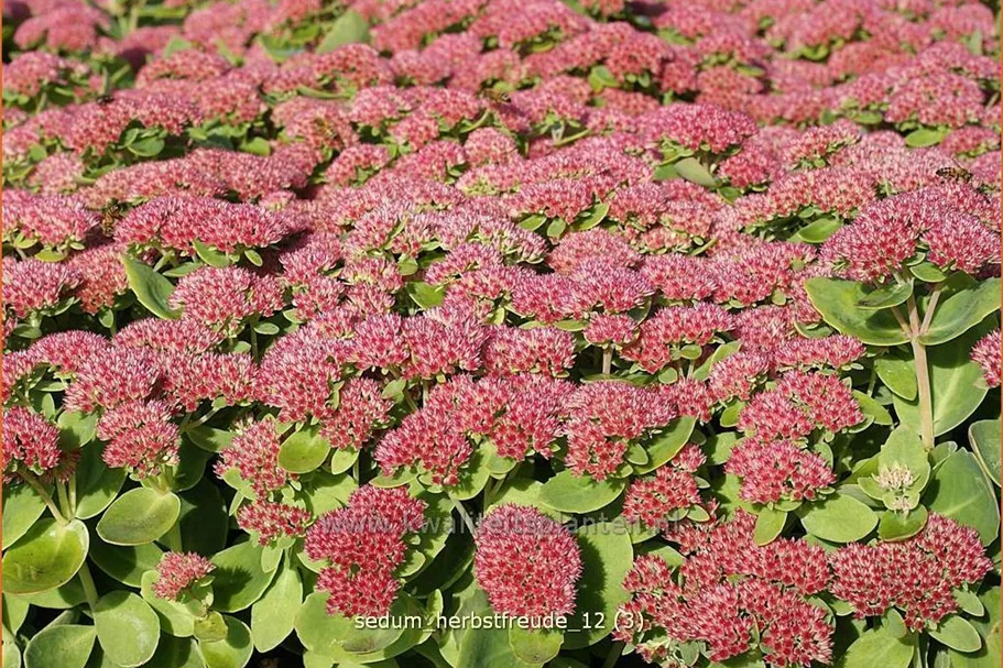 Sedum telephium 'Herbstfreude'