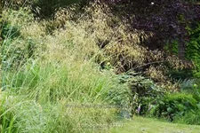 Stipa gigantea
