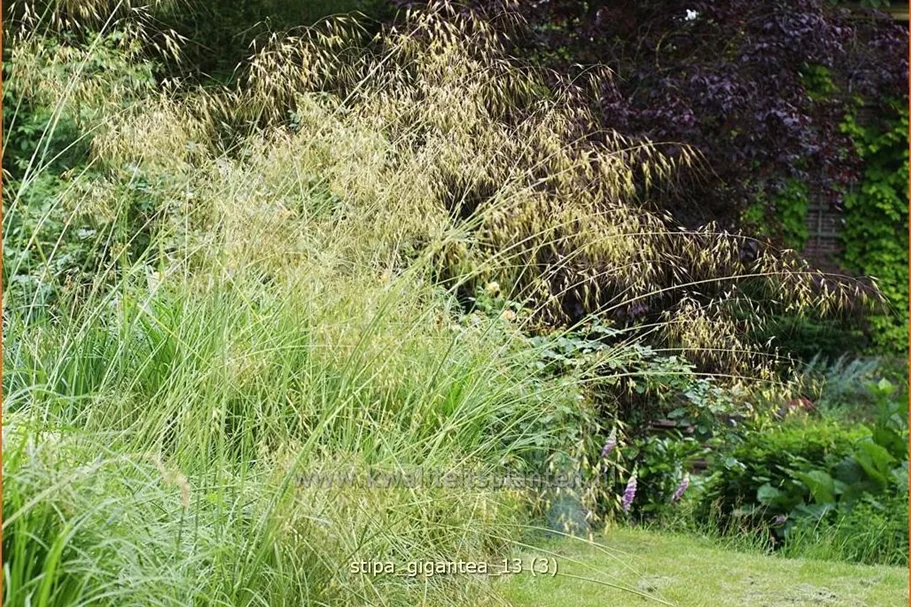 Stipa gigantea