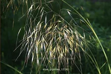 Stipa gigantea