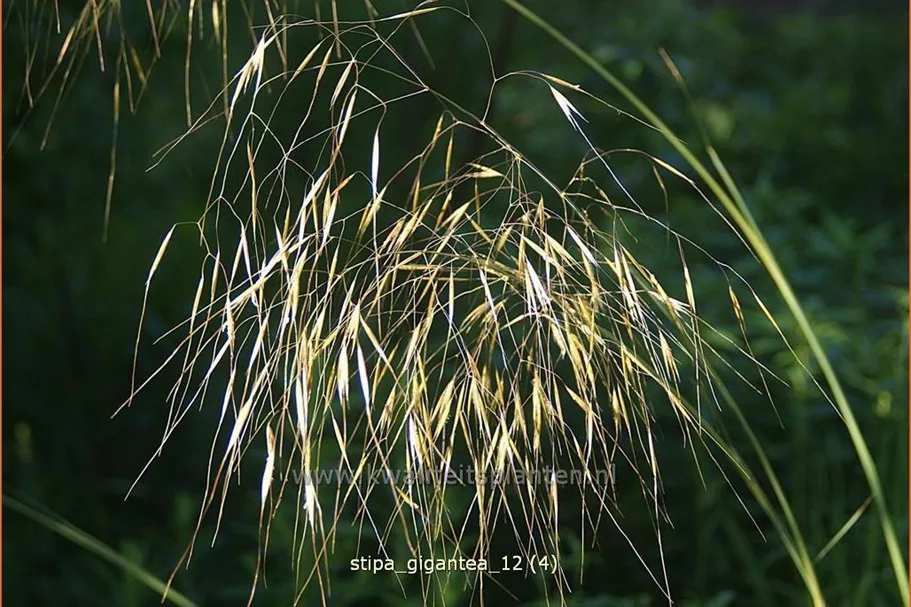 Stipa gigantea