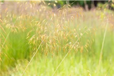 Stipa gigantea