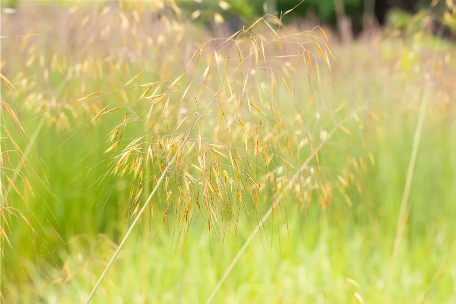 Stipa gigantea
