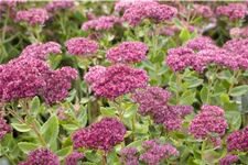 Sedum telephium 'Herbstfreude'