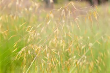 Stipa gigantea
