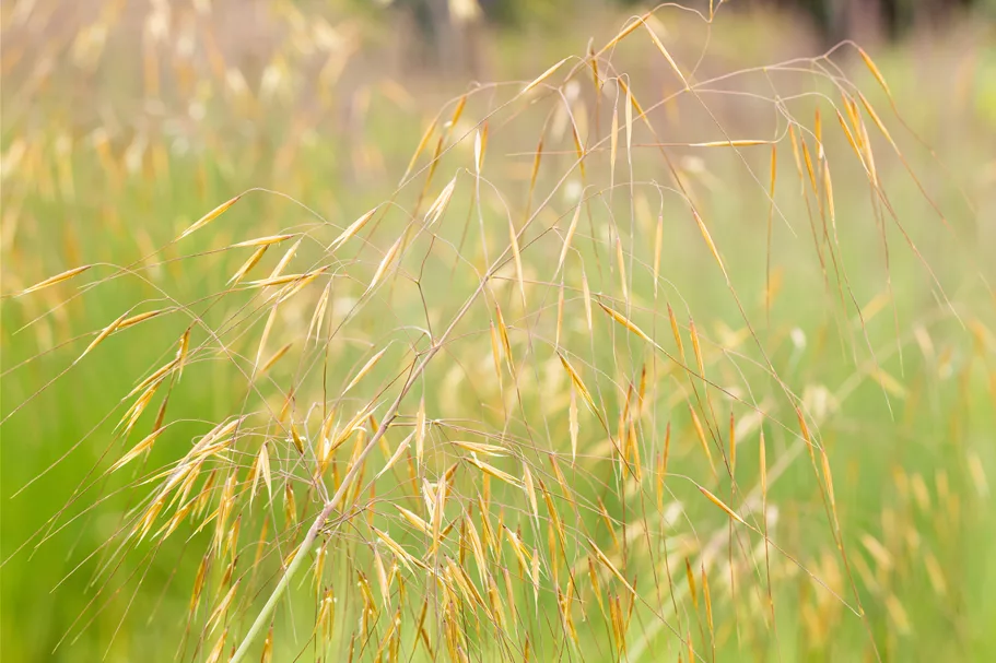 Stipa gigantea