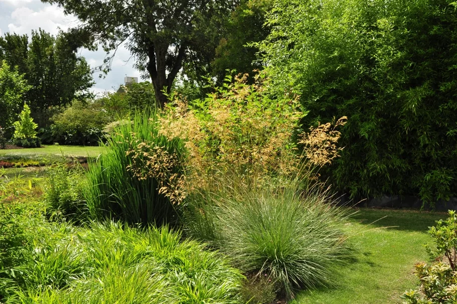 Stipa gigantea