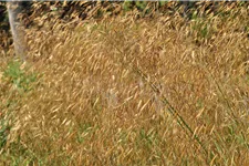 Stipa gigantea