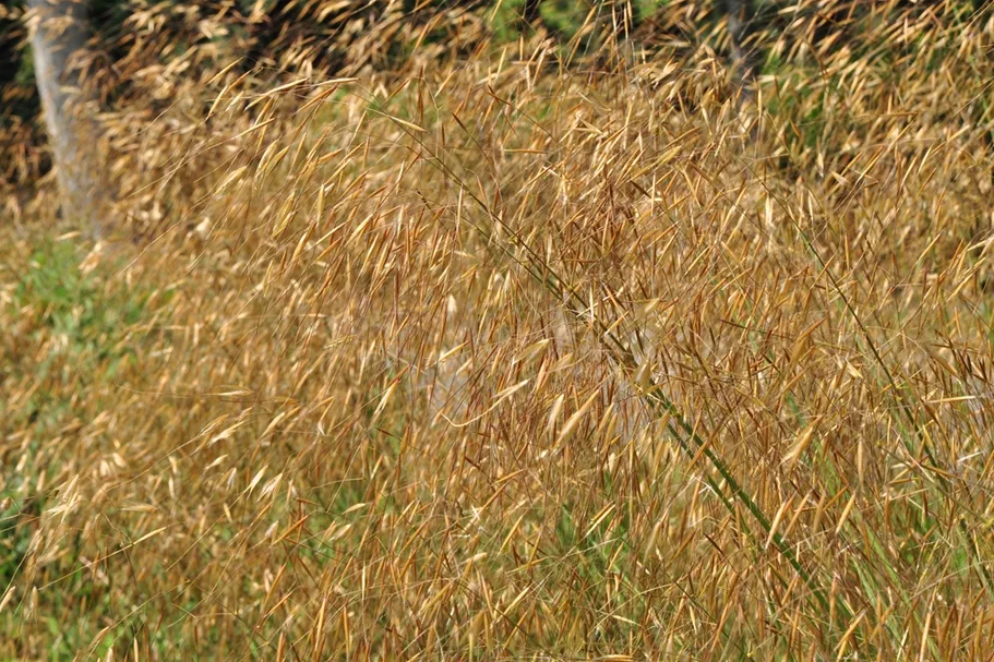 Stipa gigantea