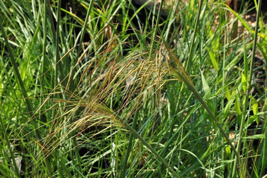 Stipa gigantea