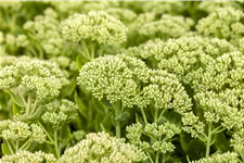 Sedum telephium 'Herbstfreude'