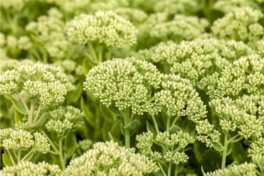 Sedum telephium 'Herbstfreude'