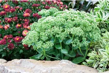 Sedum telephium 'Herbstfreude'