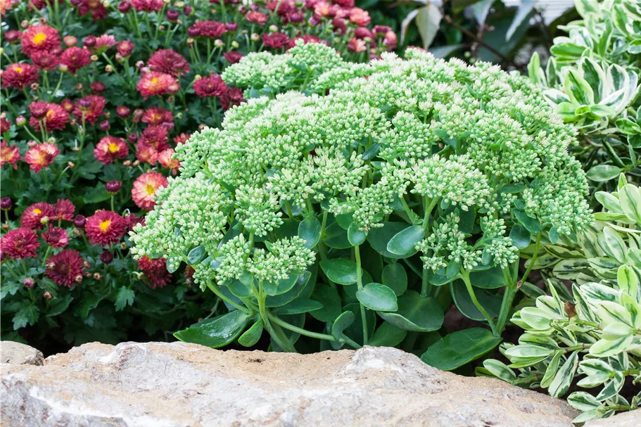 Sedum telephium 'Herbstfreude'