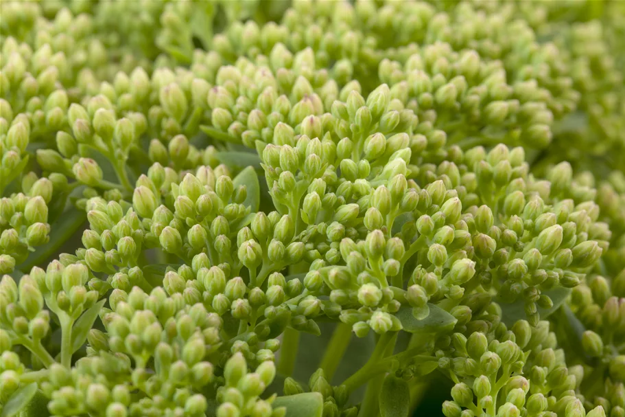 Sedum telephium 'Herbstfreude'