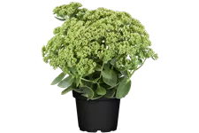 Sedum telephium 'Herbstfreude'