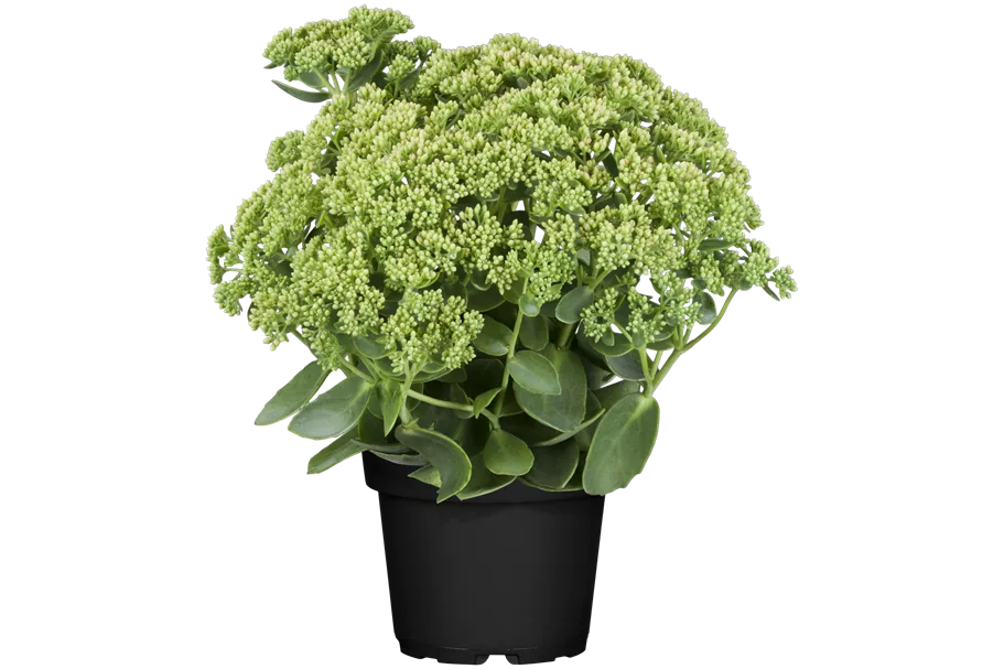 Sedum telephium 'Herbstfreude'