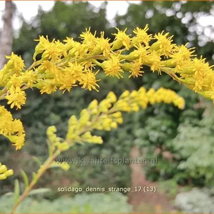 Solidago 'Dennis Strange'