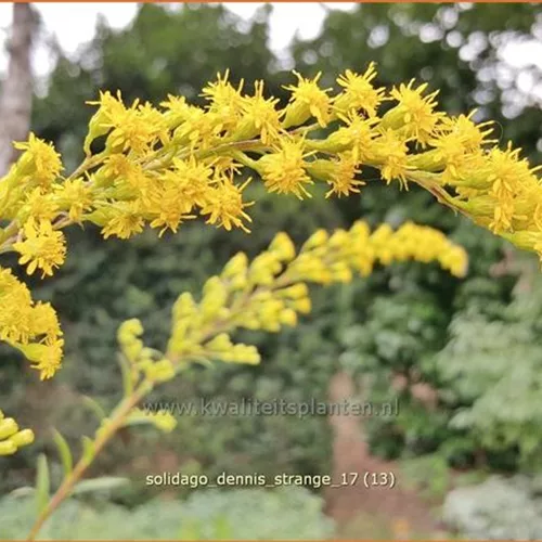 Solidago 'Dennis Strange'