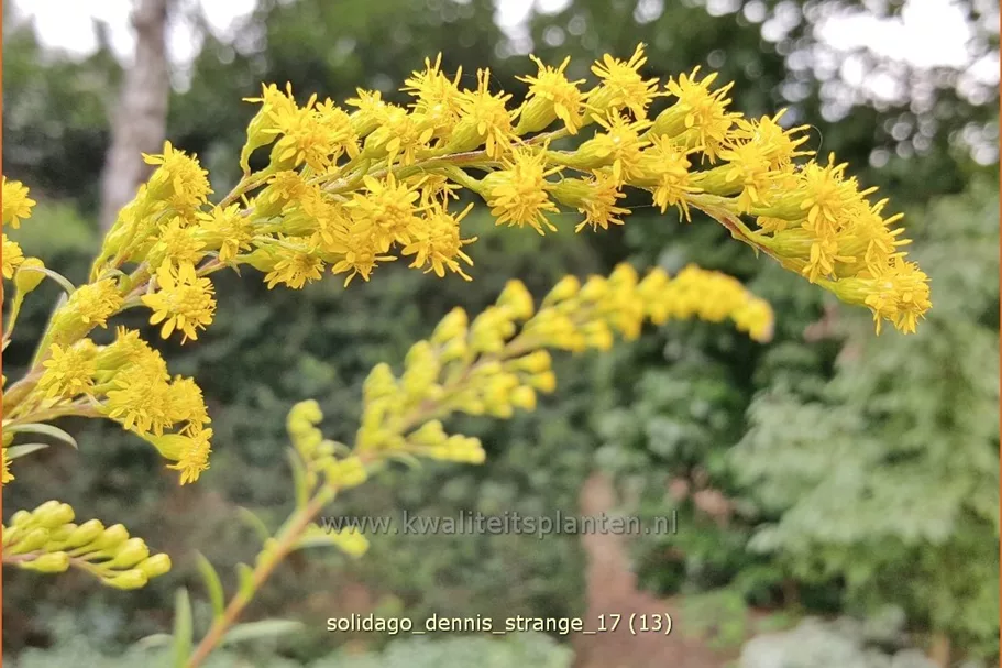 Solidago 'Dennis Strange'